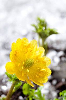 Bahçedeki güzel çiçekler