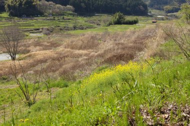 Çimenli bahar tarlası
