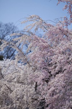Bahçede çiçek açan güzel baharlar   