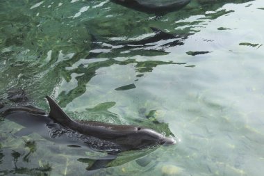 Yunuslar gündüz vakti deniz suyunda yüzerler. 