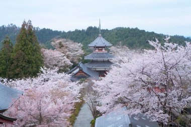Japonya 'da kiraz çiçeği zamanı