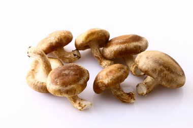 Beyaz arkaplanda çiğ shiitake mantarları