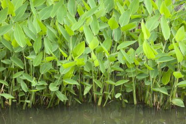 Suda yetişen bitkilerin yeşil yapraklarını kapat