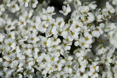 Bahçedeki beyaz bahar çiçekleri      