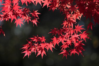 Parktaki güzel parlak sonbahar ağaçları 