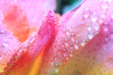 Çiyli güzel pembe çiçek