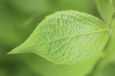 yeşil bitki Görünümü Kapat