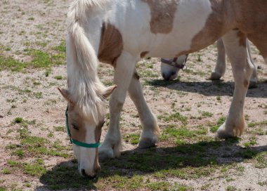 Atlar otlakta huzur içinde otluyor..