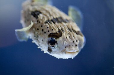 akvaryum balık yakın çekim