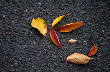 yolda bir sonbahar yaprakları