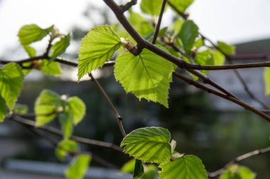Yeşil ağaçların yakın plan çekimi.
