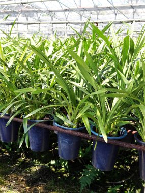 Çocuk odasındaki seranın bitkileri.