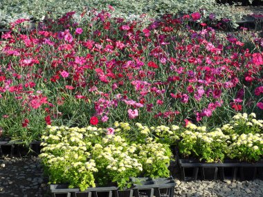 Güzel çiçekler, yakın görüş, doğa konsepti.