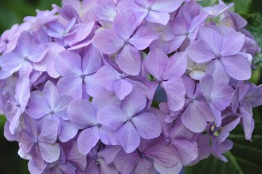 Bahçede çiçek açan güzel ortanca çiçekleri