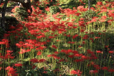 Japonya 'da çiçek açan amiral kümesi.