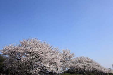 Kiraz çiçekleri ve çiçekler güzel bir arka plan. 