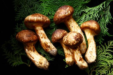 Çiğ Matsutake mantarlarının görüntüsünü kapat