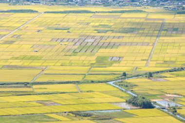 Japonya 'daki pirinç tarlası doğa geçmişi üzerine