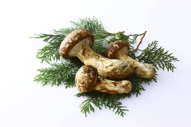 Çiğ Matsutake mantarlarının görüntüsünü kapat