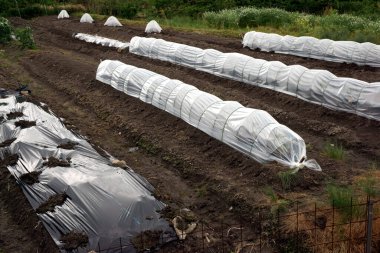 Sebze bahçeleri koruyucu plastik çarşaflarla kaplı.