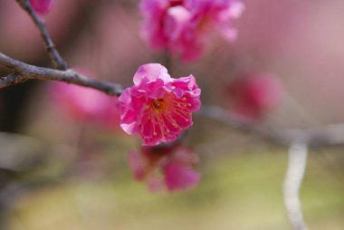 Bahçedeki güzel pembe çiçekler