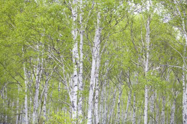 Baharın başında huş ağacı ormanı. huş ağaçları, huş gövdeleri. 