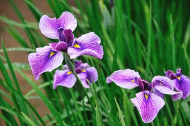 Bahçede büyüyen güzel çiçekler.