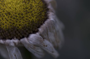 Bir çiçeğe yakın çekim