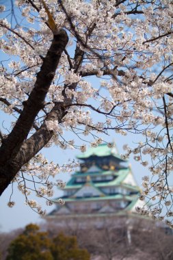Japonya, Osaka 'daki Osaka Kalesi, kiraz çiçekleriyle çevrili.. 