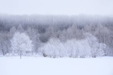 Güzel karlı kış manzarası - ağaçlarla kaplı     