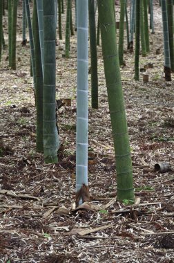 Bambu ormanı, doğa bitki örtüsü, yeşil saplar ve toprak.