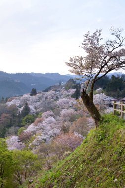 Japonya 'daki yeşil dağlarda çiçek açan sakura ağaçlarının manzaralı görüntüsü.