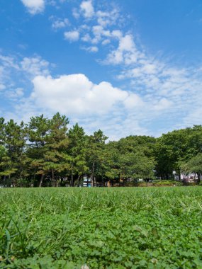 beautiful landscape with a trees and a field of grass