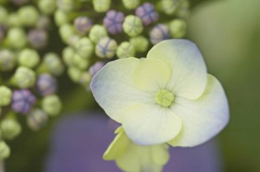 Gündüz vakti güzel çiçekleri yakın.