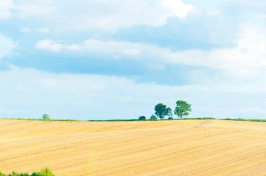 Mavi gökyüzü arka planlı inanılmaz buğday tarlası