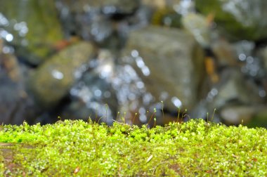 Ormandaki yosunlara yakın çekim