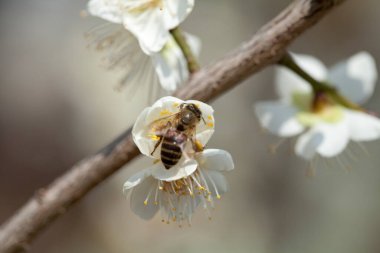 Gündüz kiraz çiçeği, yakın çekim. 