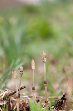 Topraktan çıkan bir grup küçük bitki.