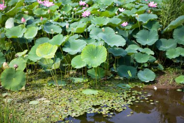 güzel pembe lotus çiçekleri gölet yeşil yaprakları ile        