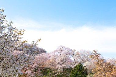 Japonya 'daki yeşil dağlarda çiçek açan sakura ağaçlarının manzaralı görüntüsü.
