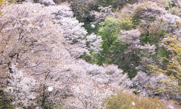 Plan Panoramique Sakura Fleurs Dans Les Montagnes Verdoyantes Japon — Photo