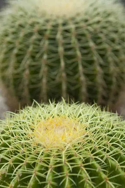 Cacti Close View Macro — Stock Photo, Image