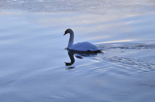 Güzel Beyaz Kuğu Suda Yüzme — Stok fotoğraf