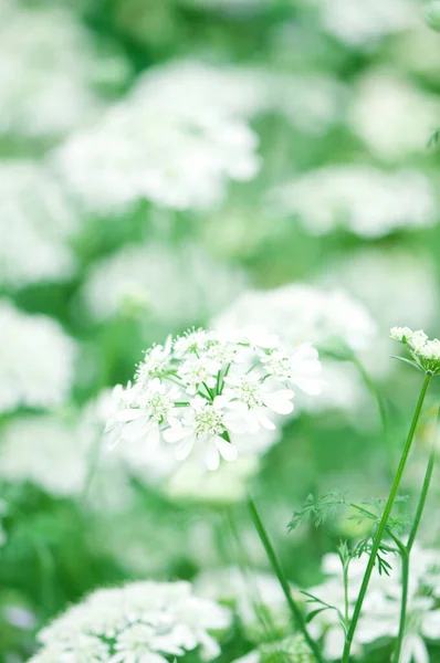 Primer Plano Hermosa Flor Blanca — Foto de Stock