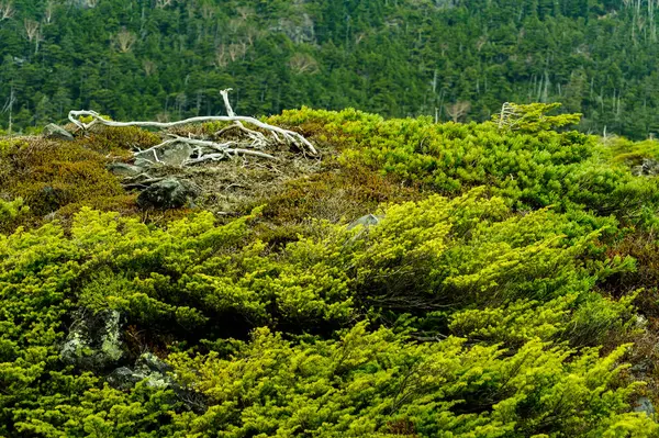 Natursköna Skott Vackra Gröna Kullar För Bakgrund — Stockfoto