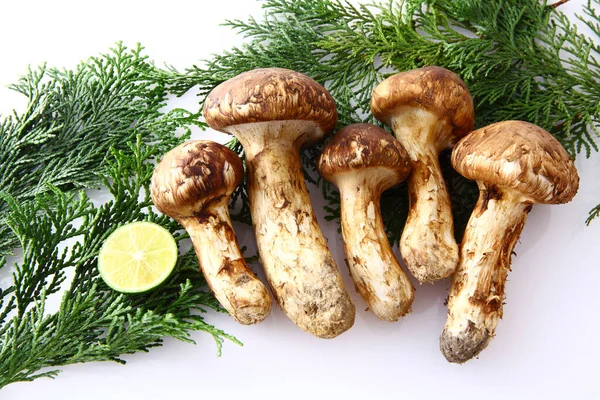 Çiğ Matsutake mantarlarının görüntüsünü kapat