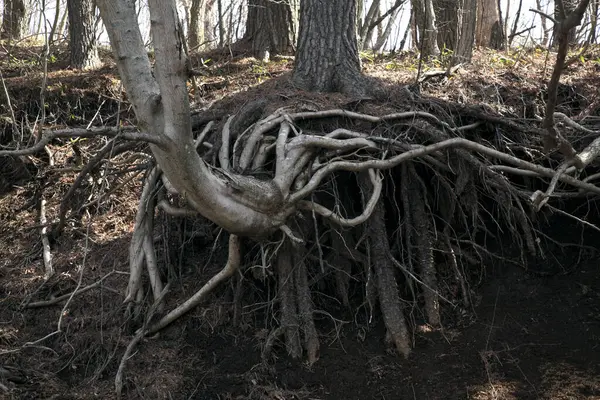 View Soil Roots Old Tree Forest — Stock Photo, Image