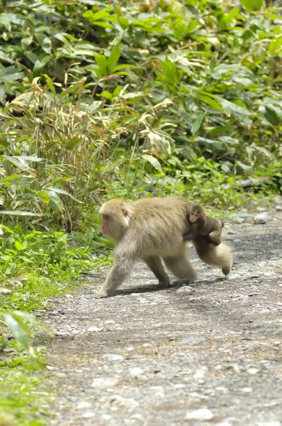 a monkey walking down a dirt road with a baby monkey on its back