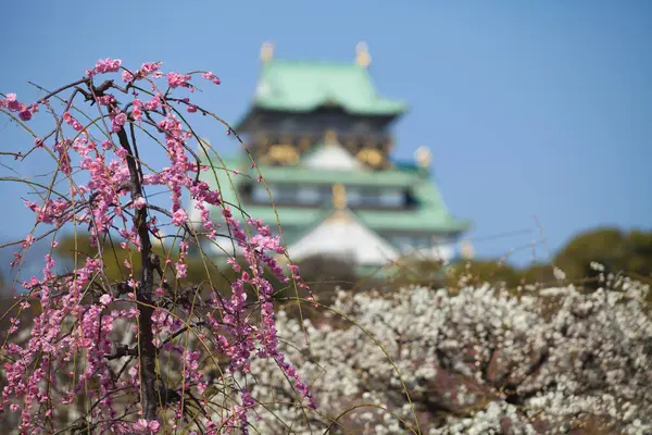 stock image cherry blossom trees nature background 