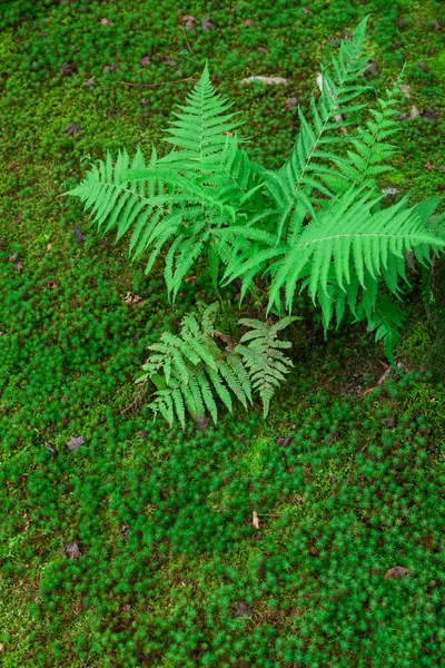 Zelený Mech Kapradí Lese — Stock fotografie